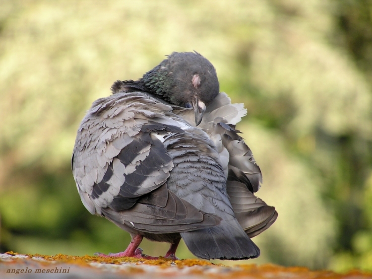 Piccione domestico in preening